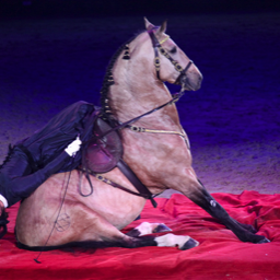Liverpool International Horse Show 